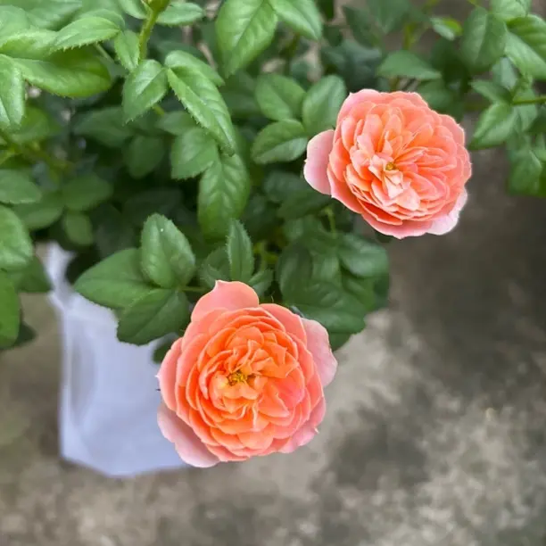1加仑月季果汁阳台玫瑰四季开花阳台庭院好养花卉
