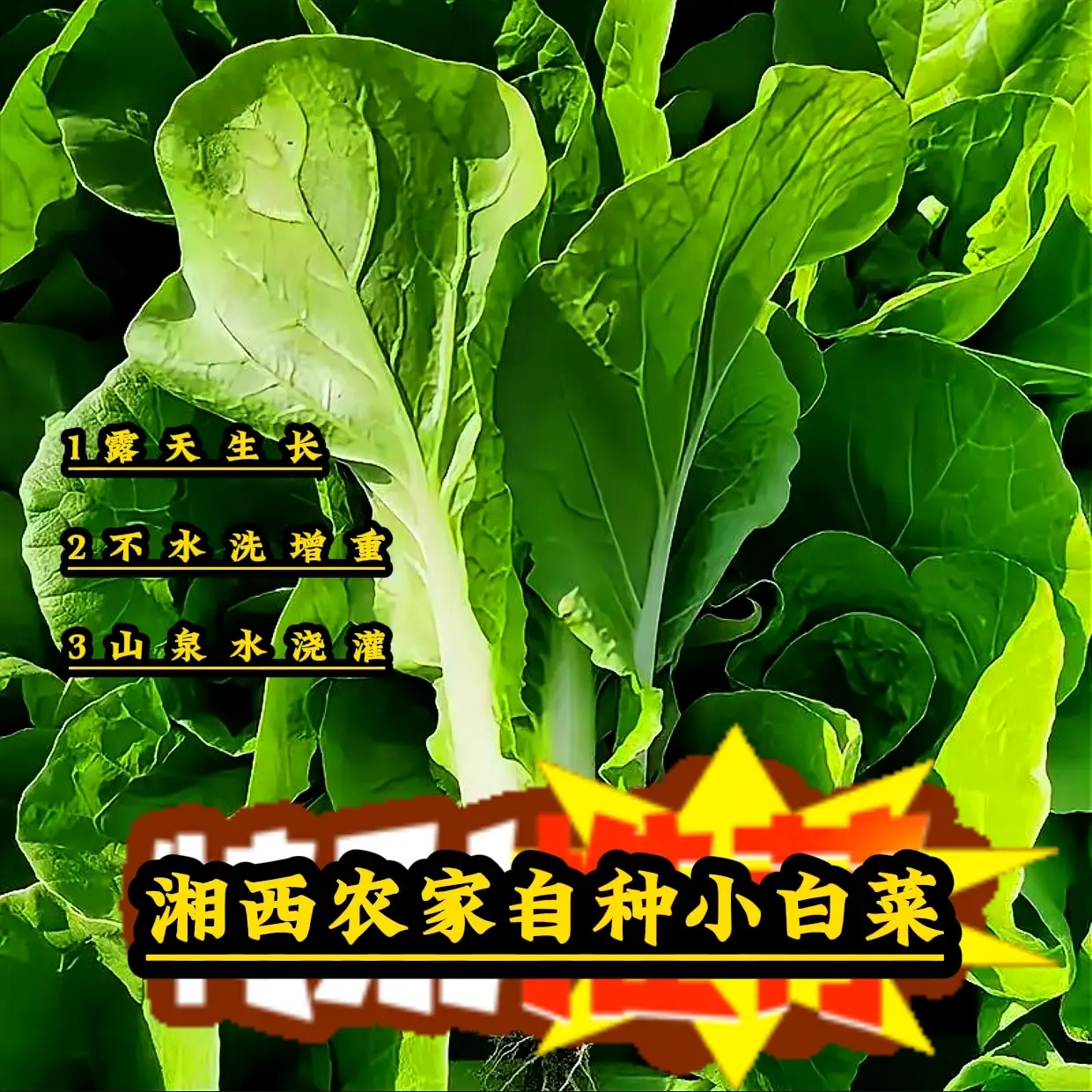 湘西本地农家自种小白菜涮火锅应季蔬菜