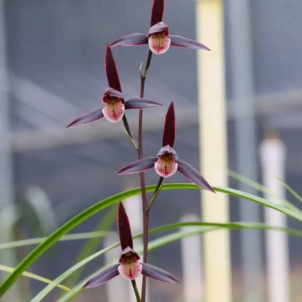 直播见一物一拍专用100