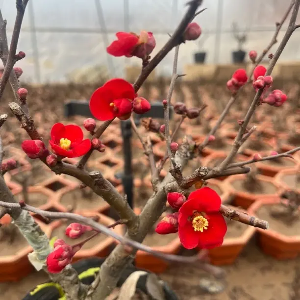 四季海棠花老桩盆景耐寒花卉南北方好养活