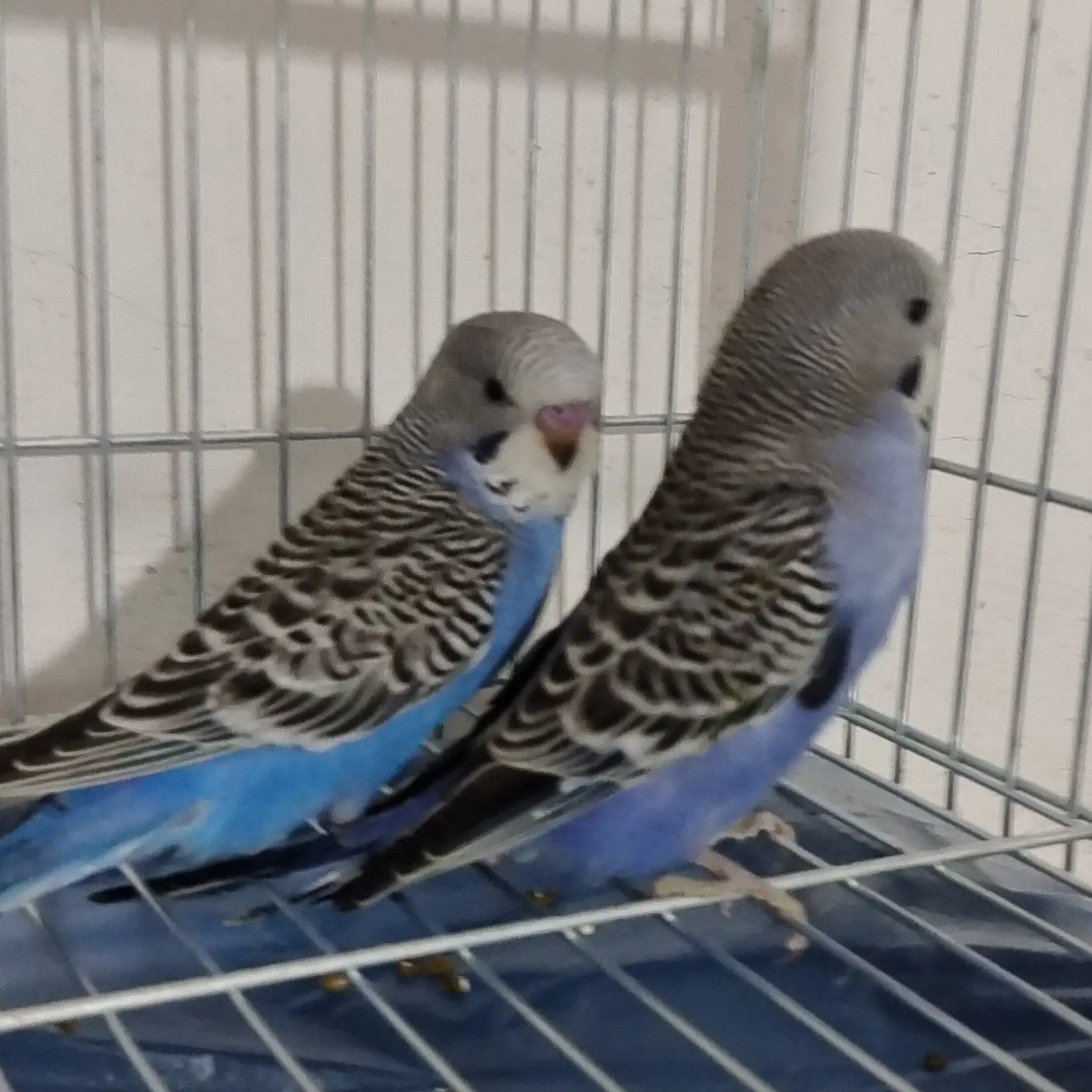 手养虎皮鹦鹉亲人粘人可繁殖适合家养