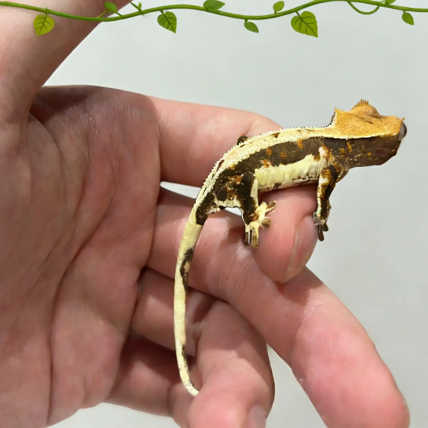 【爬宠顽主】直播间新手入门睫角守宫活体爬宠