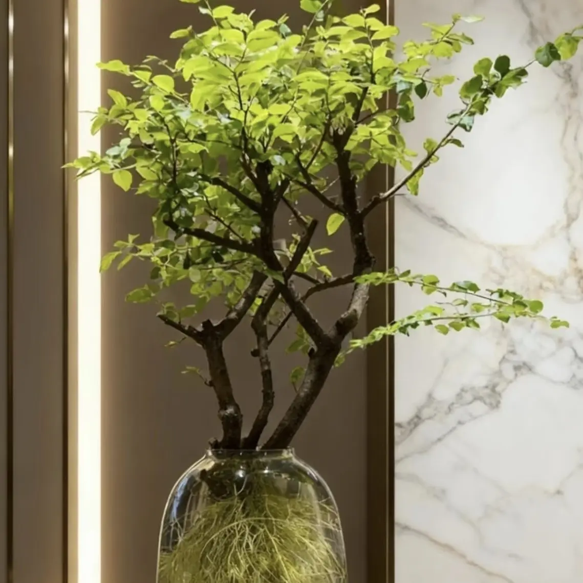 小叶女贞与毛叶丁香水培发根植物室内好养易活茶室绿植