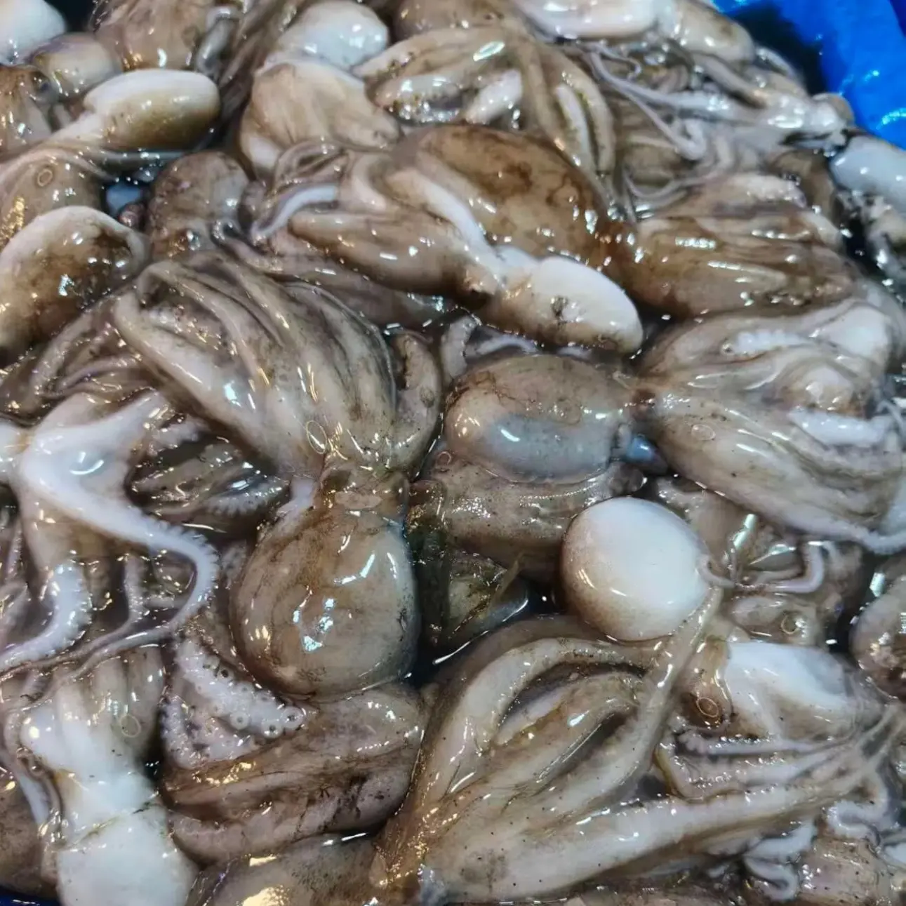 大连鲜活短腿八爪鱼 现货顺丰发货 保险不保活