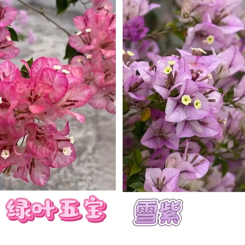 （绿叶五宝+雪紫）到手2棵三角梅四季勤花可爬藤（不带花不带盆）