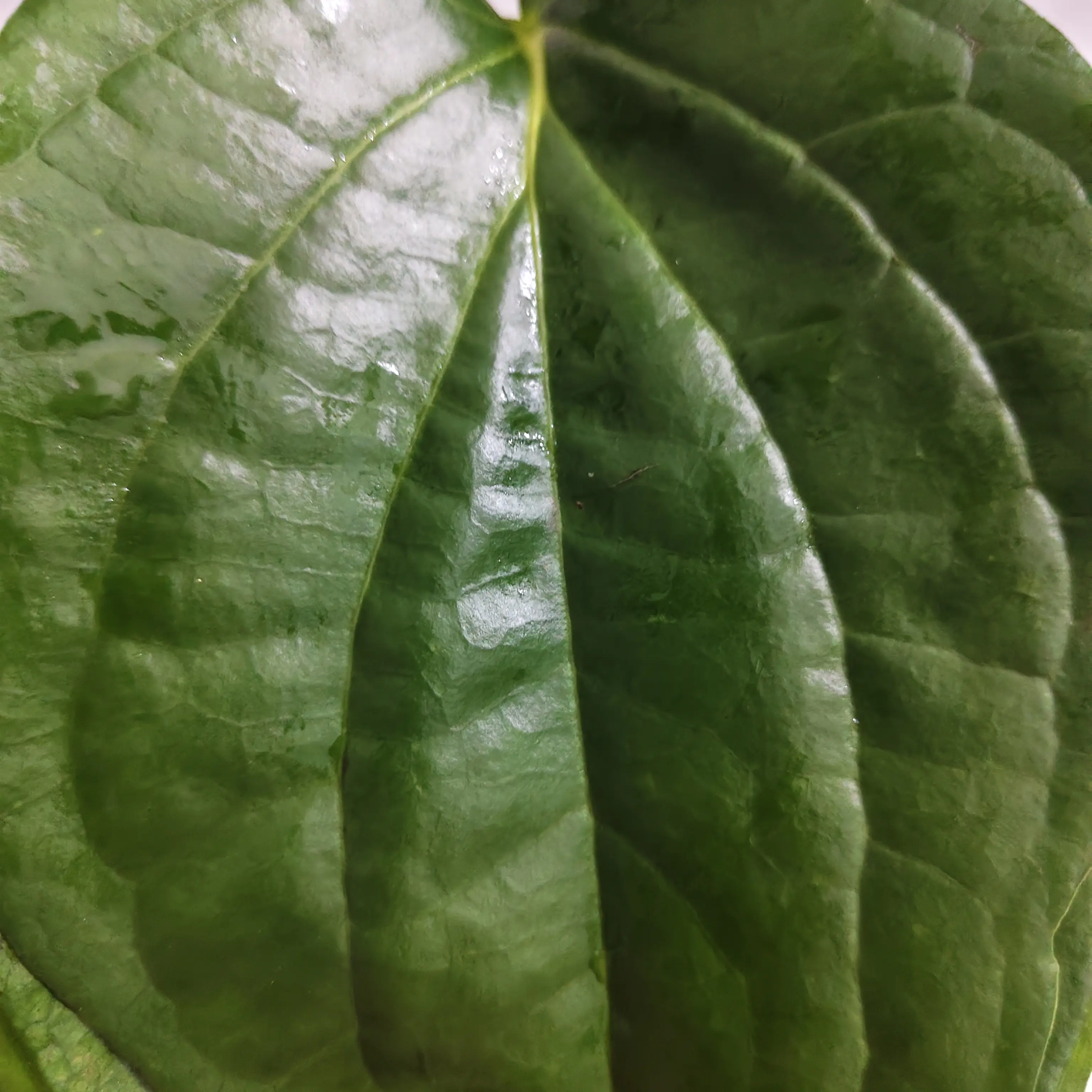 海南新鲜水果顺丰空运包邮