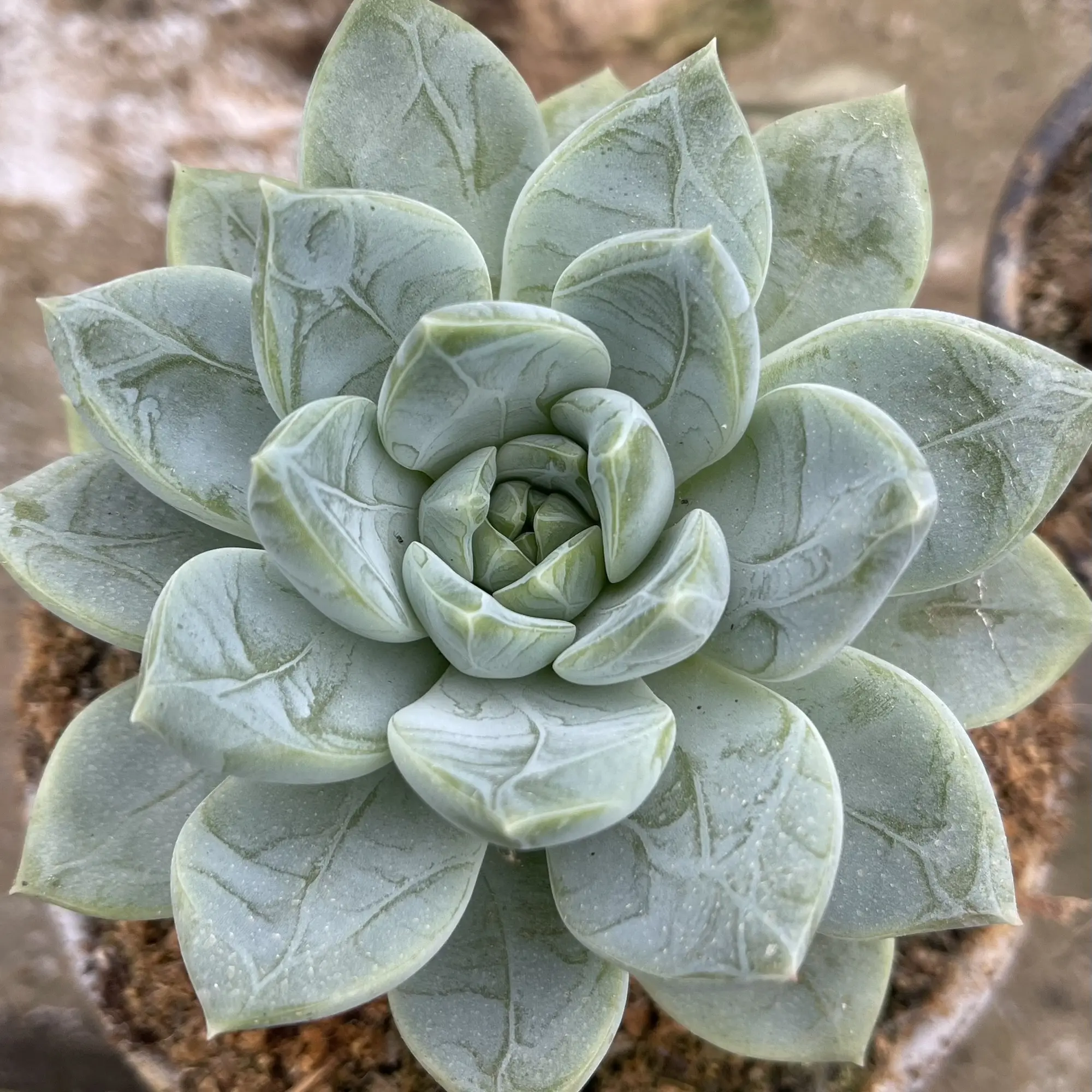 多肉植物蓝鸟系列防辐射室内小盆栽