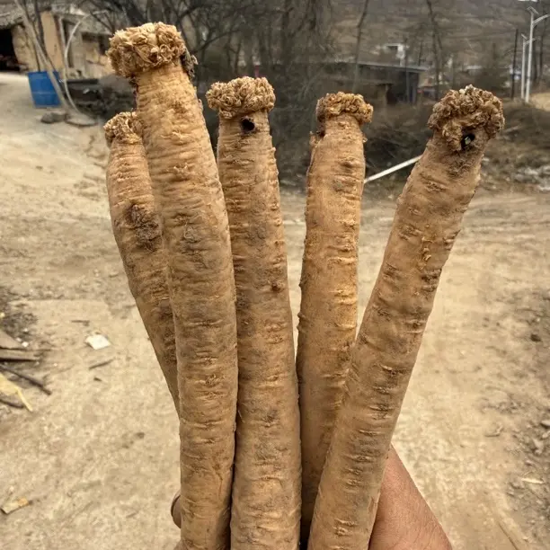 甘肃岷县新鲜党参原产地自产自销泡汤泡酒佳品