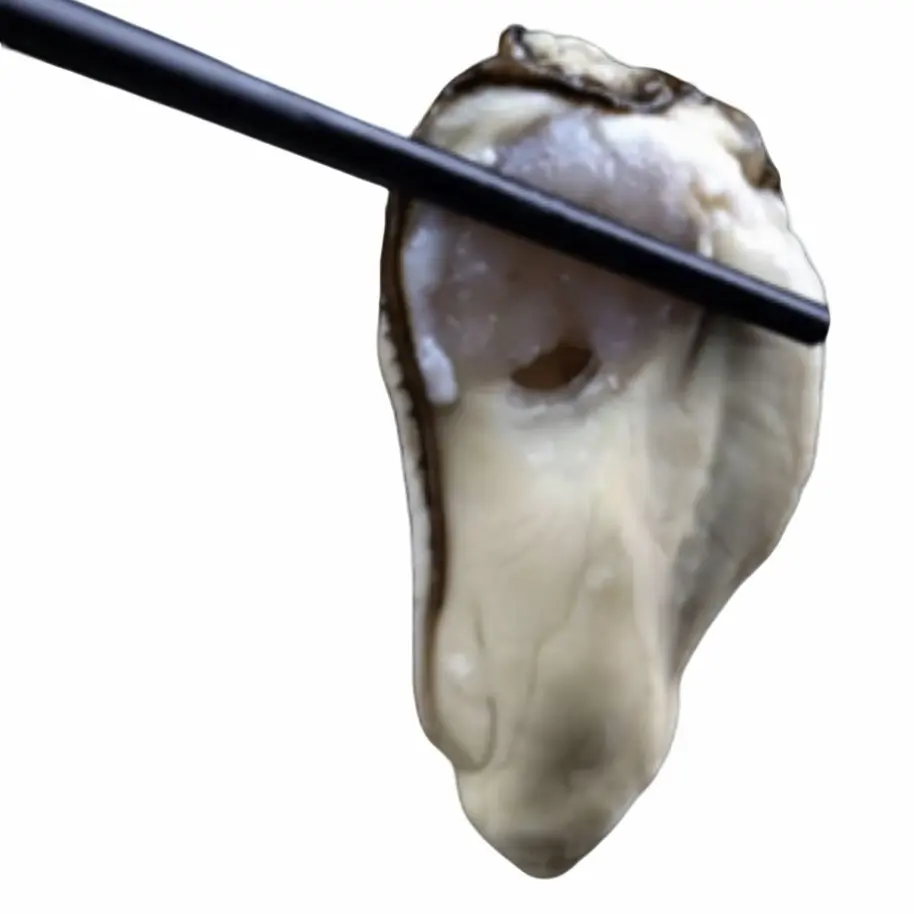 （小号2/3/4斤）大连杏树屯海蛎子礁石生态海蛎肉  生蚝，