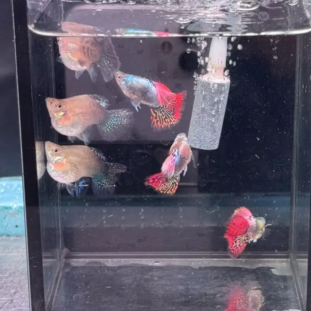七彩龙鳞球孔雀鱼热带小型观赏鱼好养耐活淡水鱼苗
