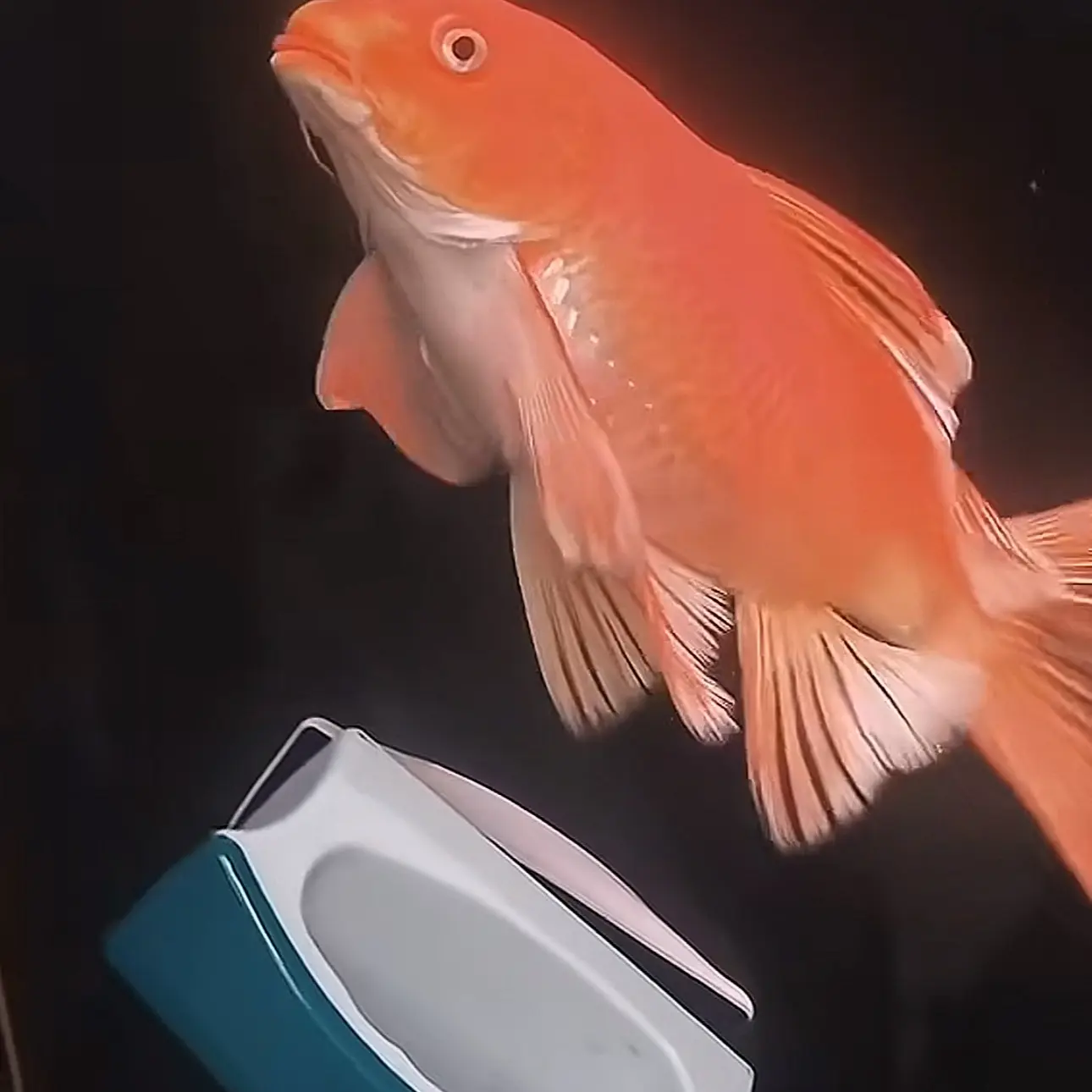 蝴蝶鲤鱼大尾巴大鳍