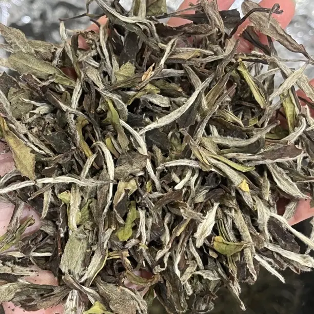 2020年白牡丹 经过5年陈放后可能会出现陈香陈韵茶汤清澈杏黄色