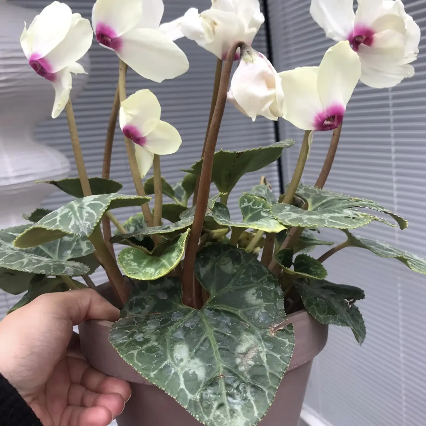 黄金    稀有品种仙客来四季开花