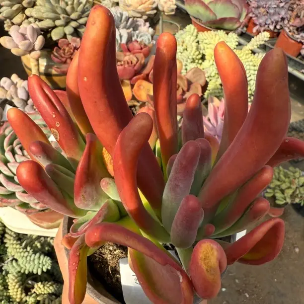 火狐狸多肉植物老桩室内绿植好养易活净化空气