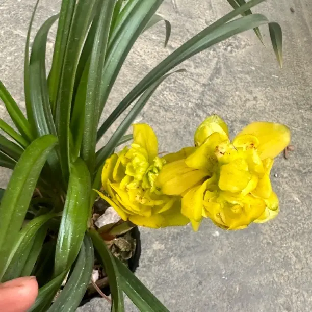 建兰铁骨素心带花苞浓香型四季兰室内阳台绿植花卉盆栽