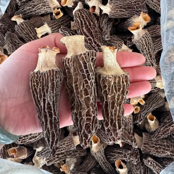 高山羊肚菌干货6-9头茬肉厚滋补煲汤佳品