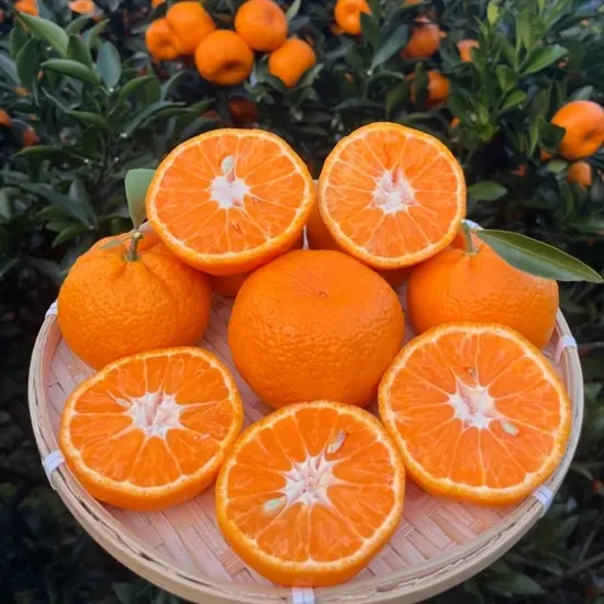 常德热市华南早汁多肉嫩自然成熟九分甜现摘现发易存放