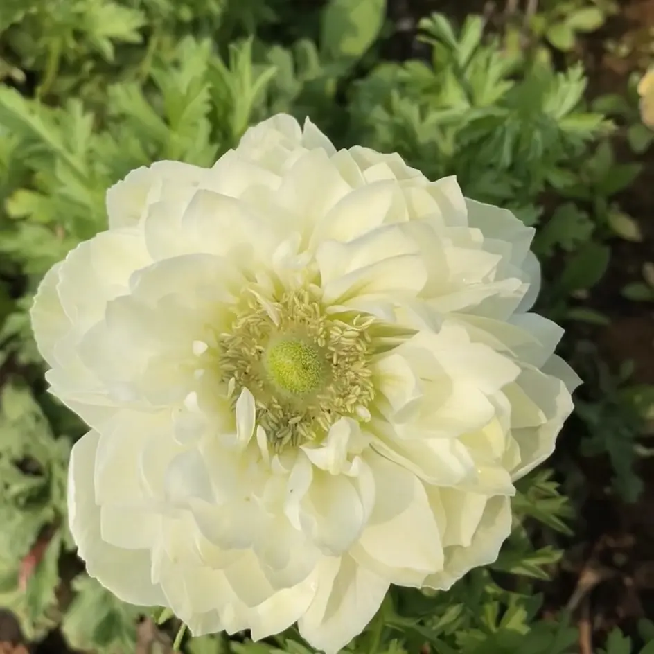 王小帅【白色】银莲花盆栽阳台庭院花卉