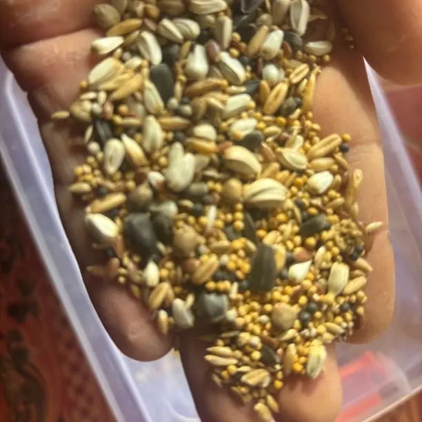 油菜籽鹦鹉鸟食虎皮牡丹玄凤文鸟通用鸟粮