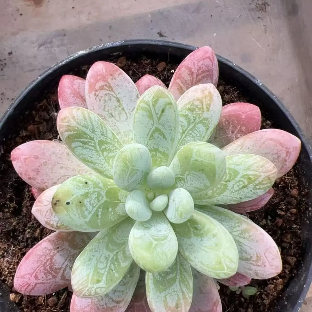 （非偏远满58包邮）新手好养的多肉植物盆栽办公室阳台花