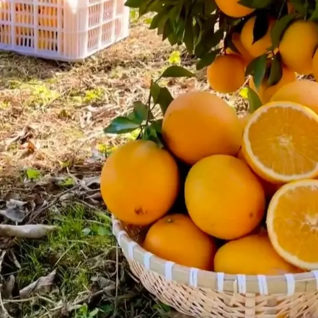 正宗江西赣南脐橙皮薄肉嫩富含VC鲜嫩脆爽新鲜水果