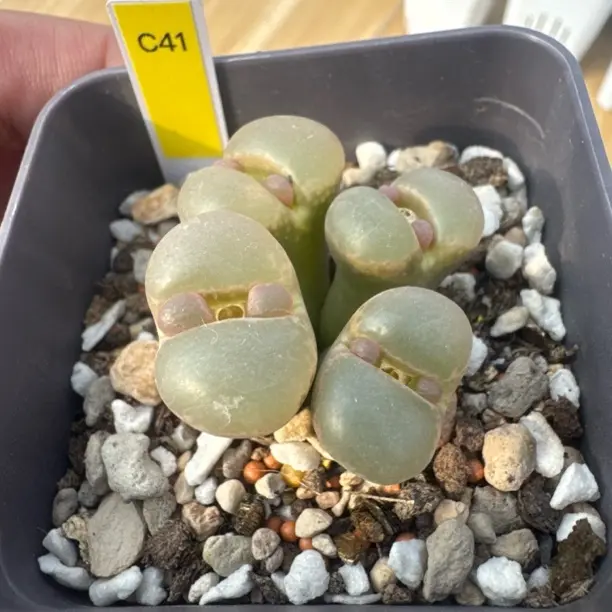 风铃玉多肉植物开花大颗母本稀有肉锥室内桌面绿植