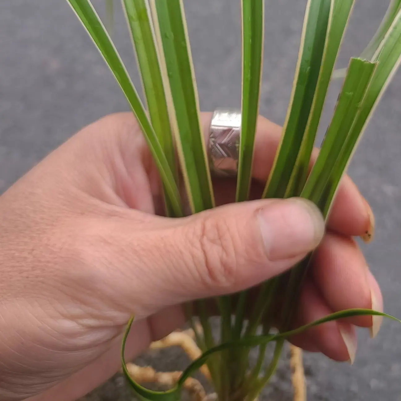 秋芝瓷白边艺1苗1大芽，有喜欢的实物更漂亮，小窗。