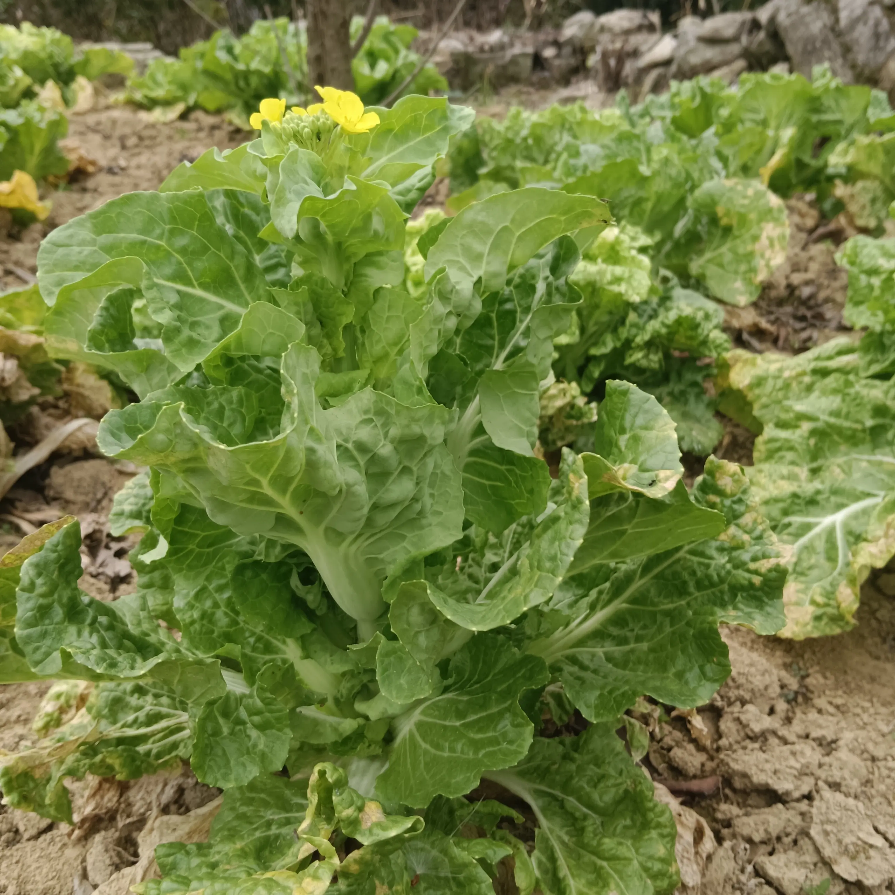 贵州高山露天种植新鲜麻叶白菜当季现砍现发清甜爽口