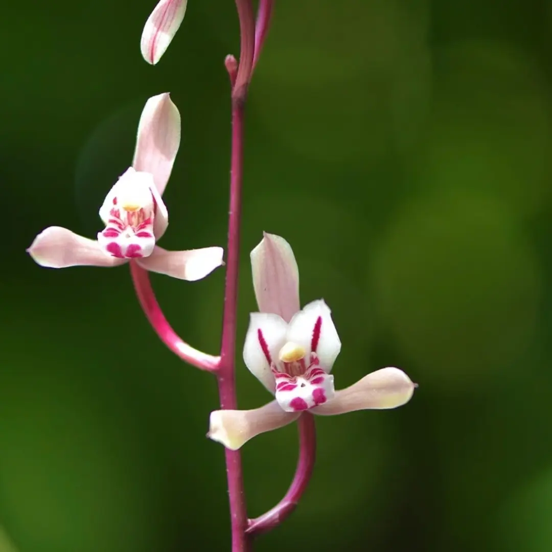 精品磨砂兔耳兰花直播定制商品除运损外不包不退