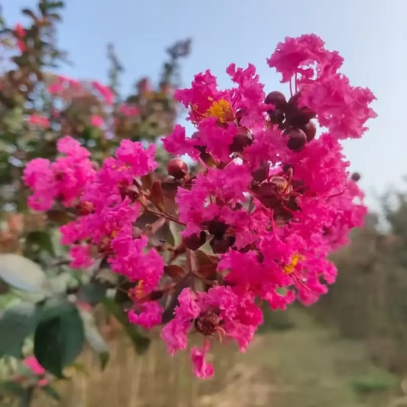 重瓣红三角梅盆栽苗勤花品种可爬藤四季开花室内花卉