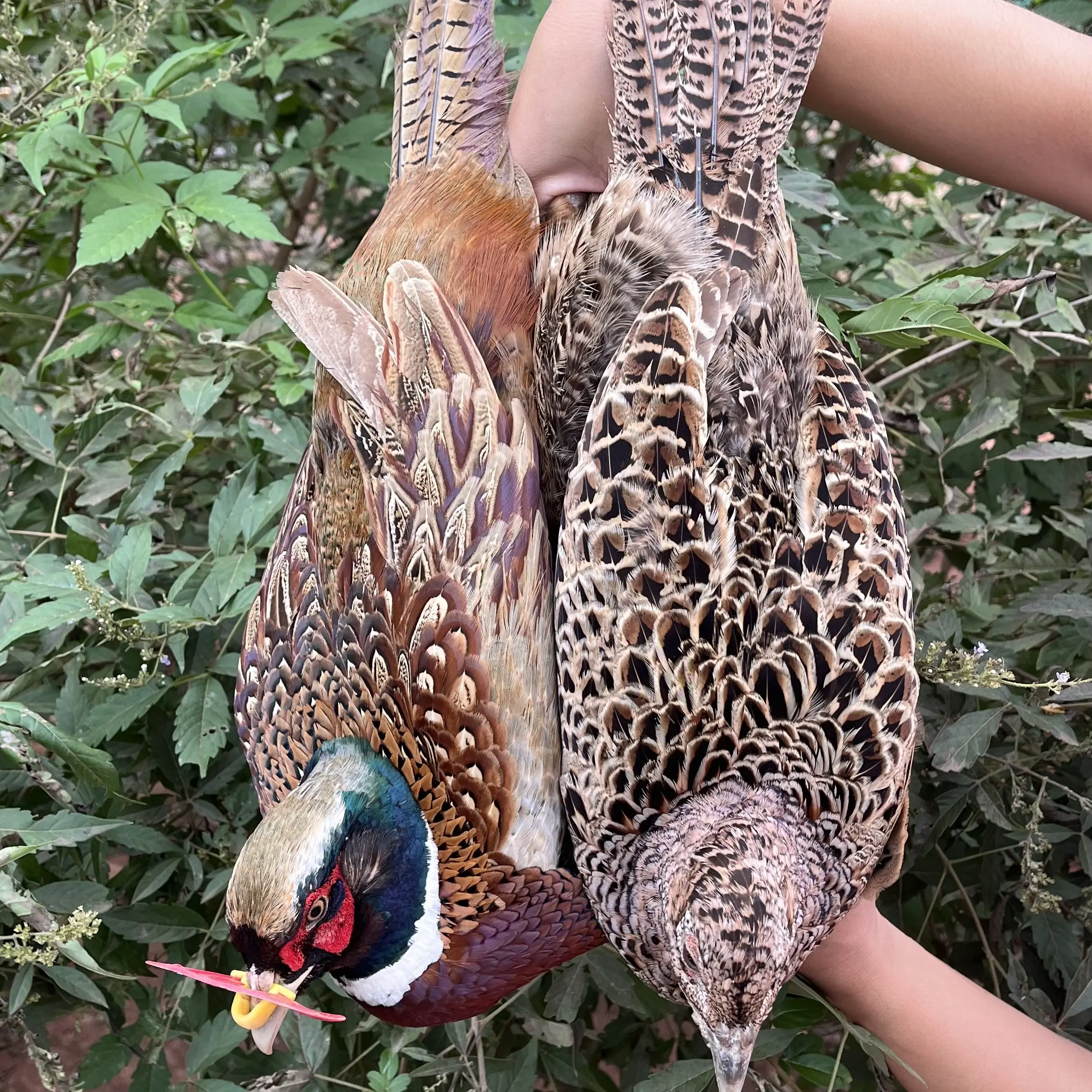 (一公三母)郭总专属农家散养七彩山鸡新鲜整鸡包邮