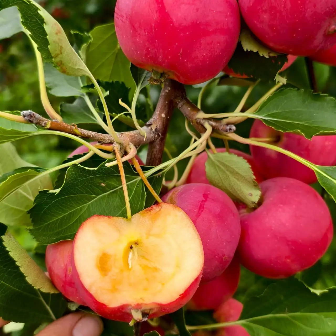 东北鸡心果沙果123小苹果。秋果。混合装。包邮