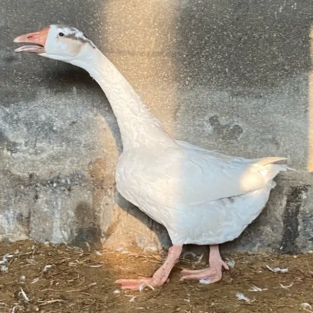 农家散养大三花四季鹅肉质鲜嫩带心肝可活体自行宰杀