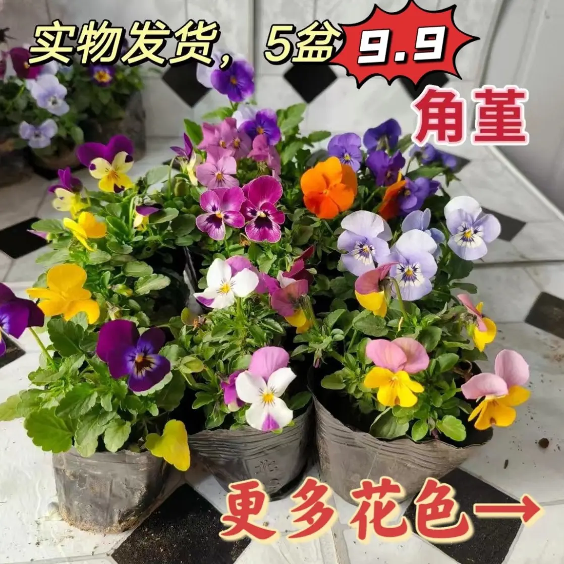 角堇盆栽带花苞三色堇花苗阳台庭院冬季耐寒好养花卉植物
