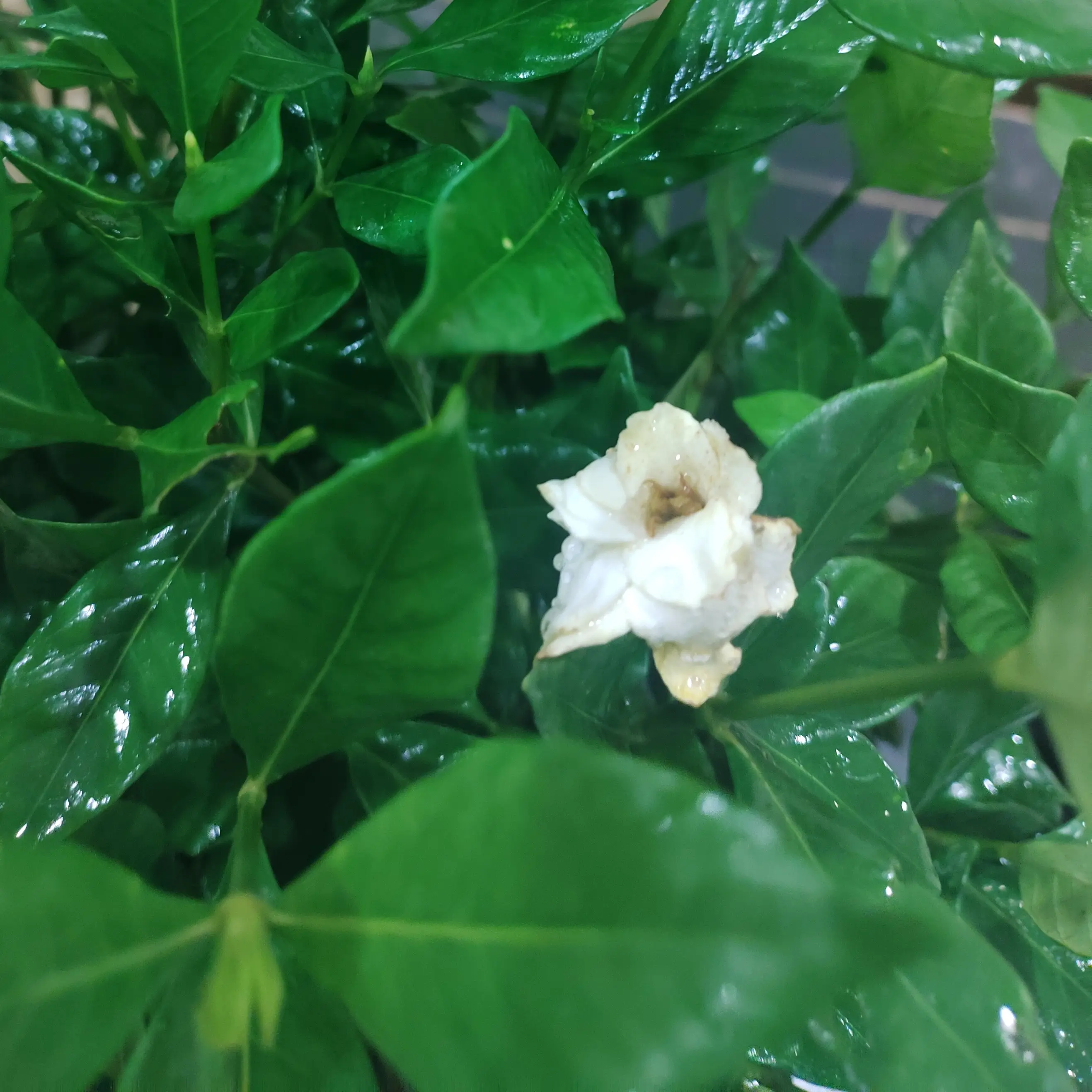 四季栀子花盆栽四季常青室内盆栽好养常青绿植（不带盆）