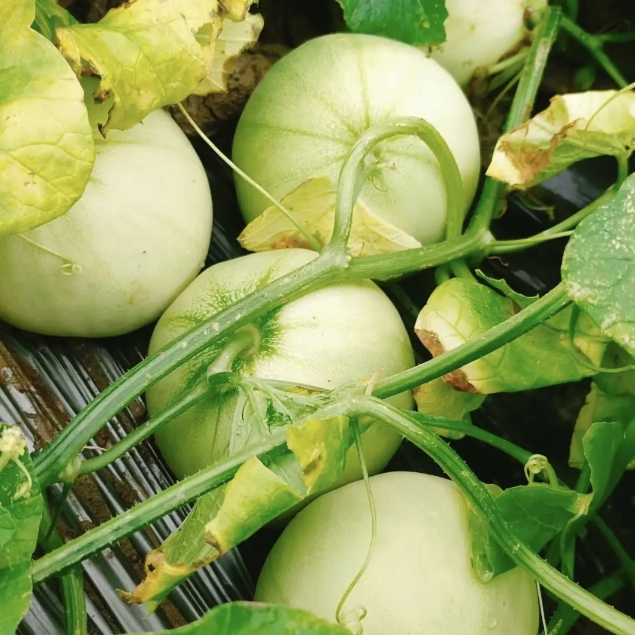 云南本地香瓜甜瓜 新鲜当季软糯香甜水果