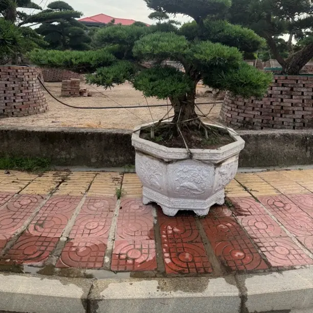 精品罗汉松盆景迎客松造型室内外绿植盆栽四季常青好养