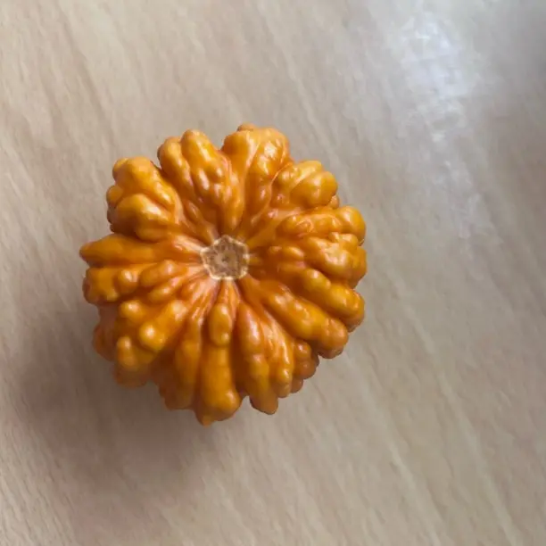 漂亮的小葫芦奇形异型天然疙瘩葫芦干货