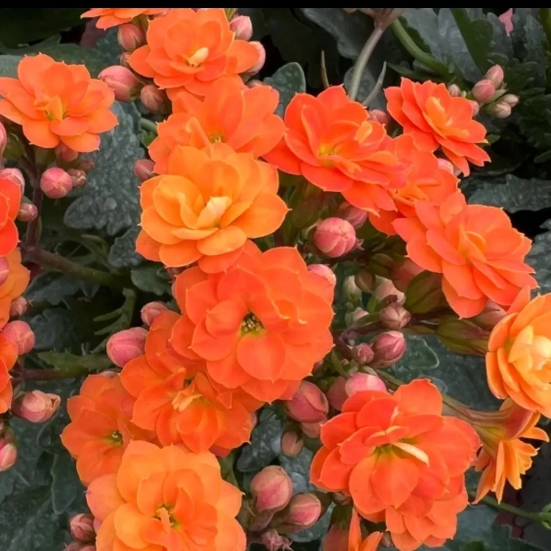 长寿花（索尔丹）130大盆 打顶苗  满花苞 发货