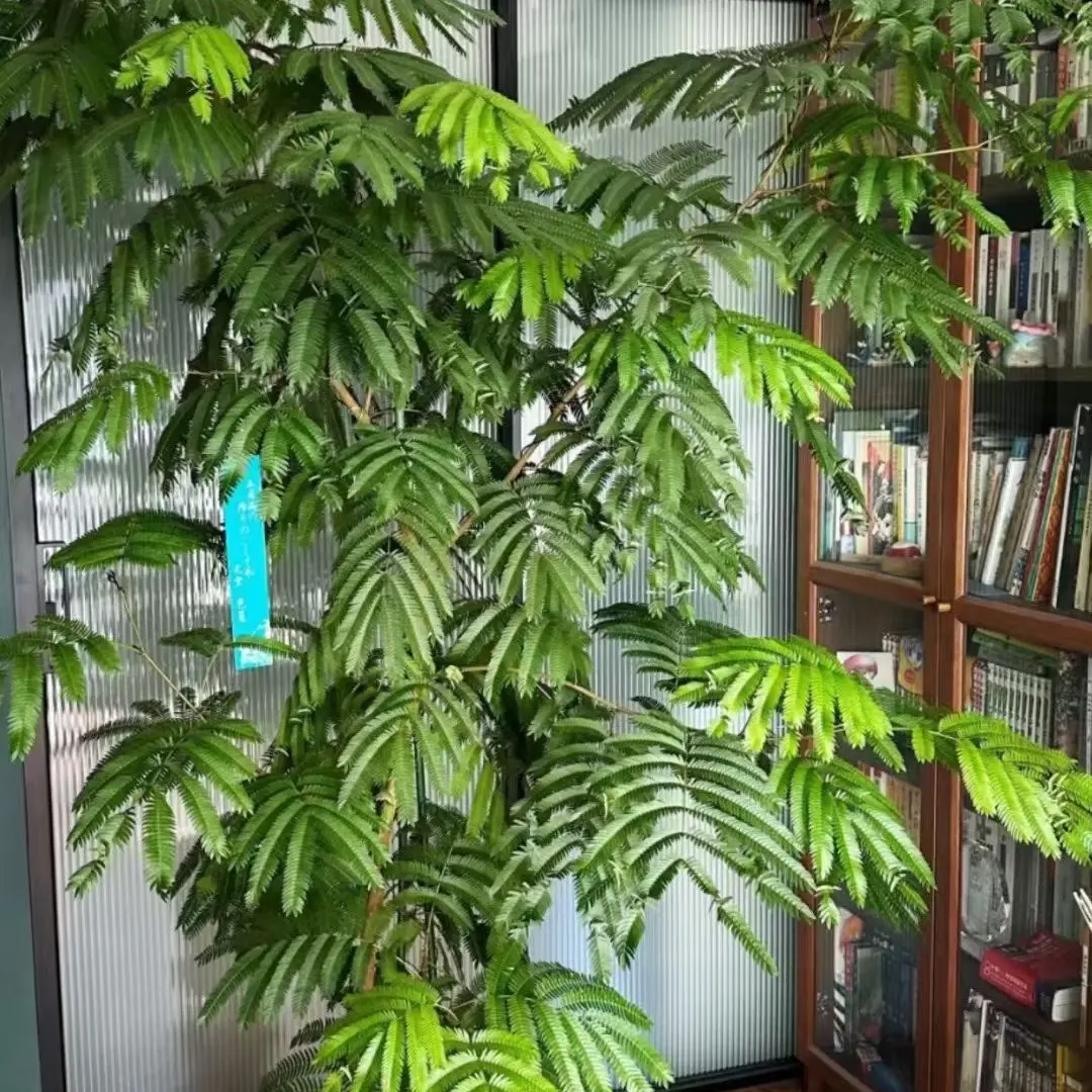 密叶猴耳环（主图不是发货图）盆栽室内耐阴好养四季常绿观叶绿植