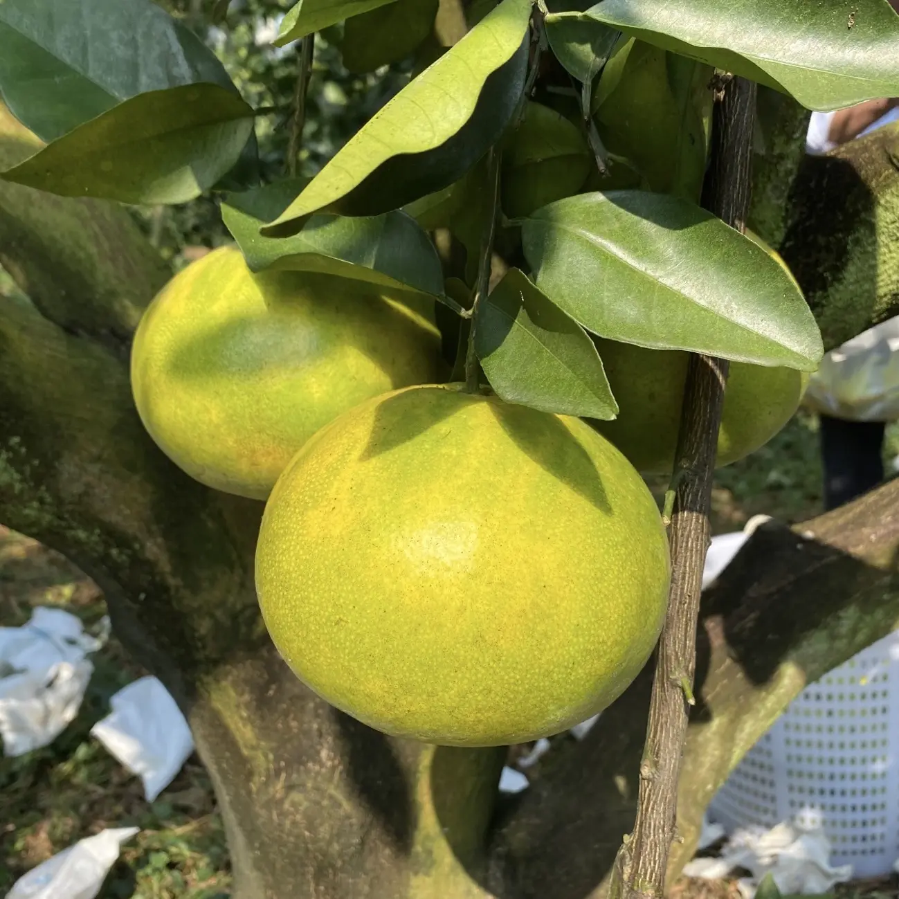 正宗盐碱地葡萄柚翡翠柚 自家超新鲜超甜超好吃！不苦不涩清甜汁多