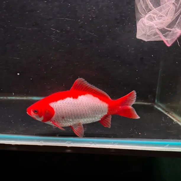 直播链接，勿拍，短尾草金冷水观赏鱼好养耐活淡水鱼缸养鱼饲养发货