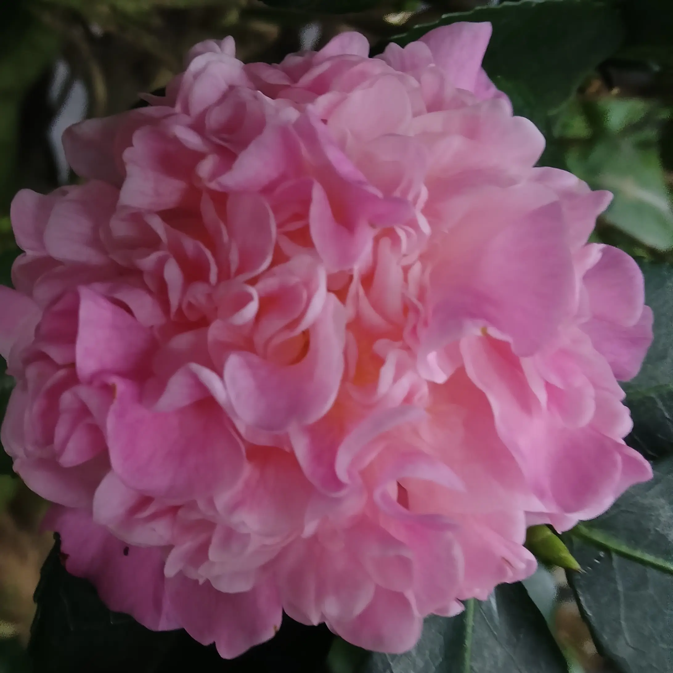 香妃山茶花盆栽带花苞浓香型室内外好养花卉绿植