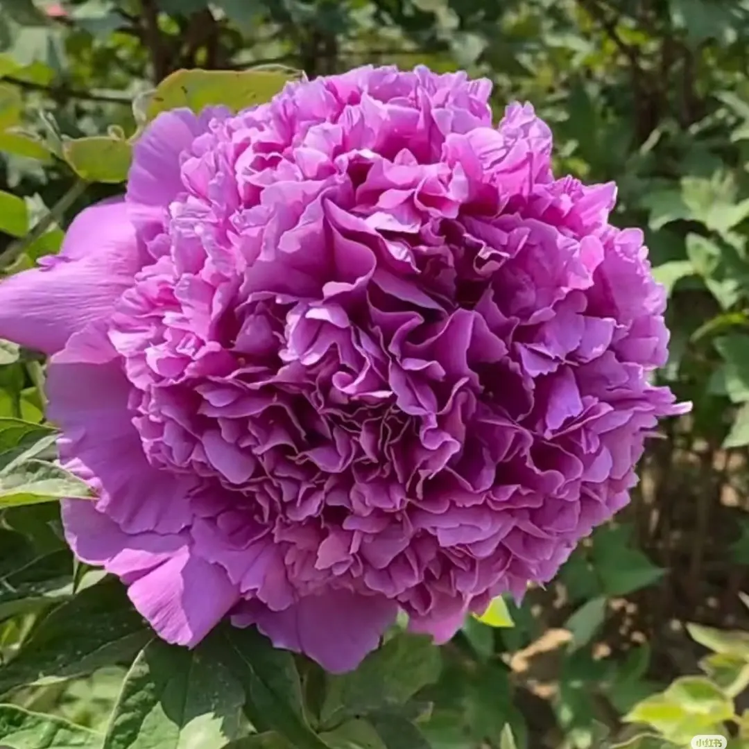 重瓣大花魏紫牡丹带芽发货四季花卉多年生耐寒耐热适合庭院种植