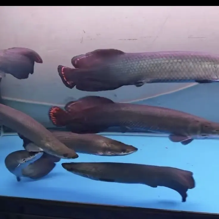 亚马逊观赏鱼爆花巨骨