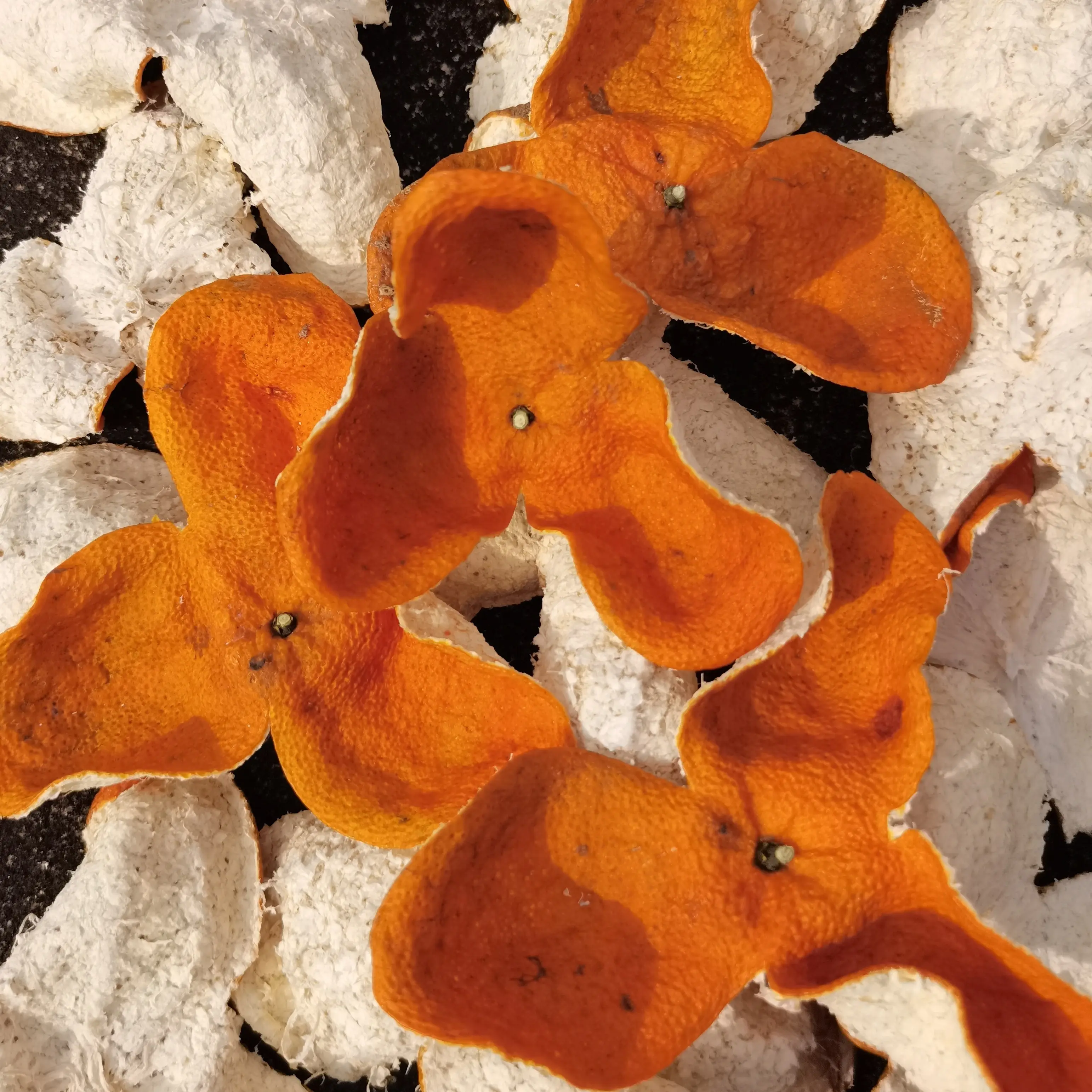 浦北陈皮2025年浦北茶枝柑新树冬后大红皮（自然生晒  无添加）