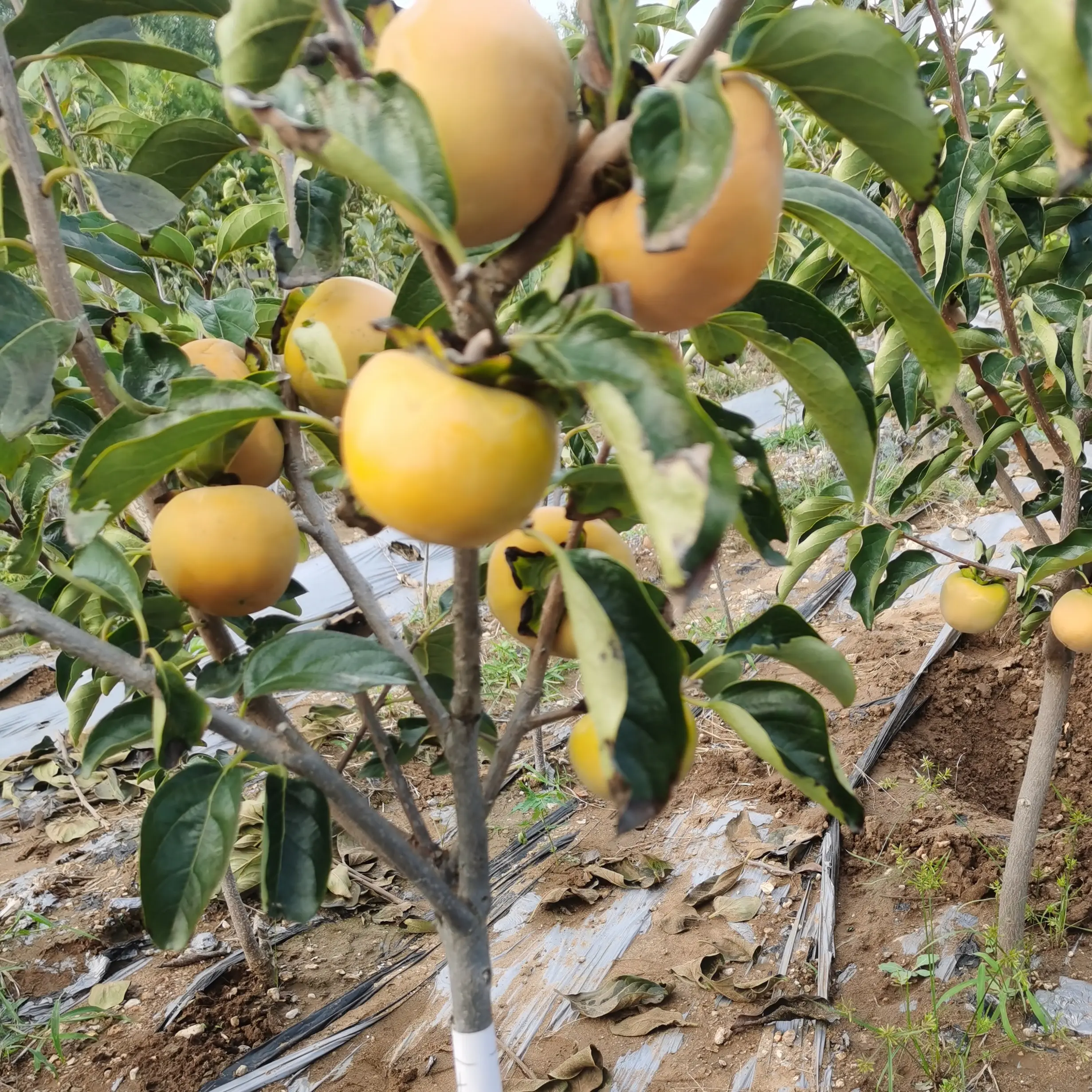 脆甜南方北方均可种植可盆栽地栽柿子树