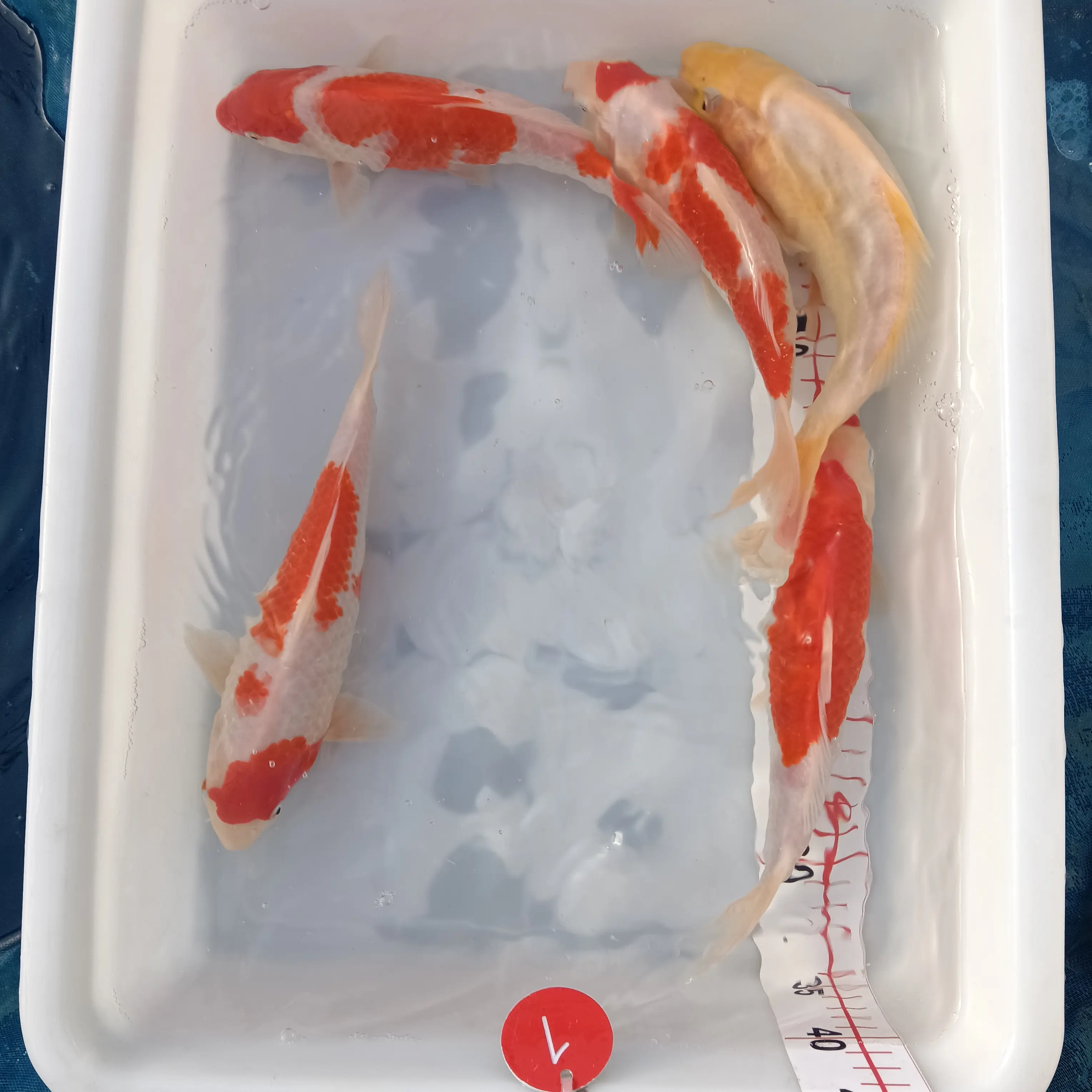 锦鲤冷水淡水观赏鱼好养耐活风水招财