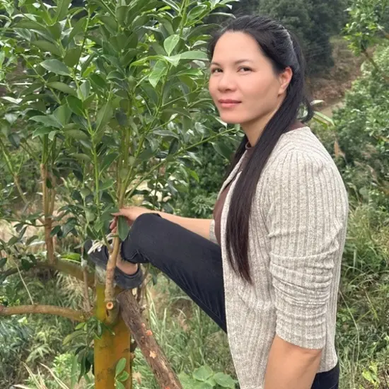 水口黑叶（老树八角嫁接枝条）