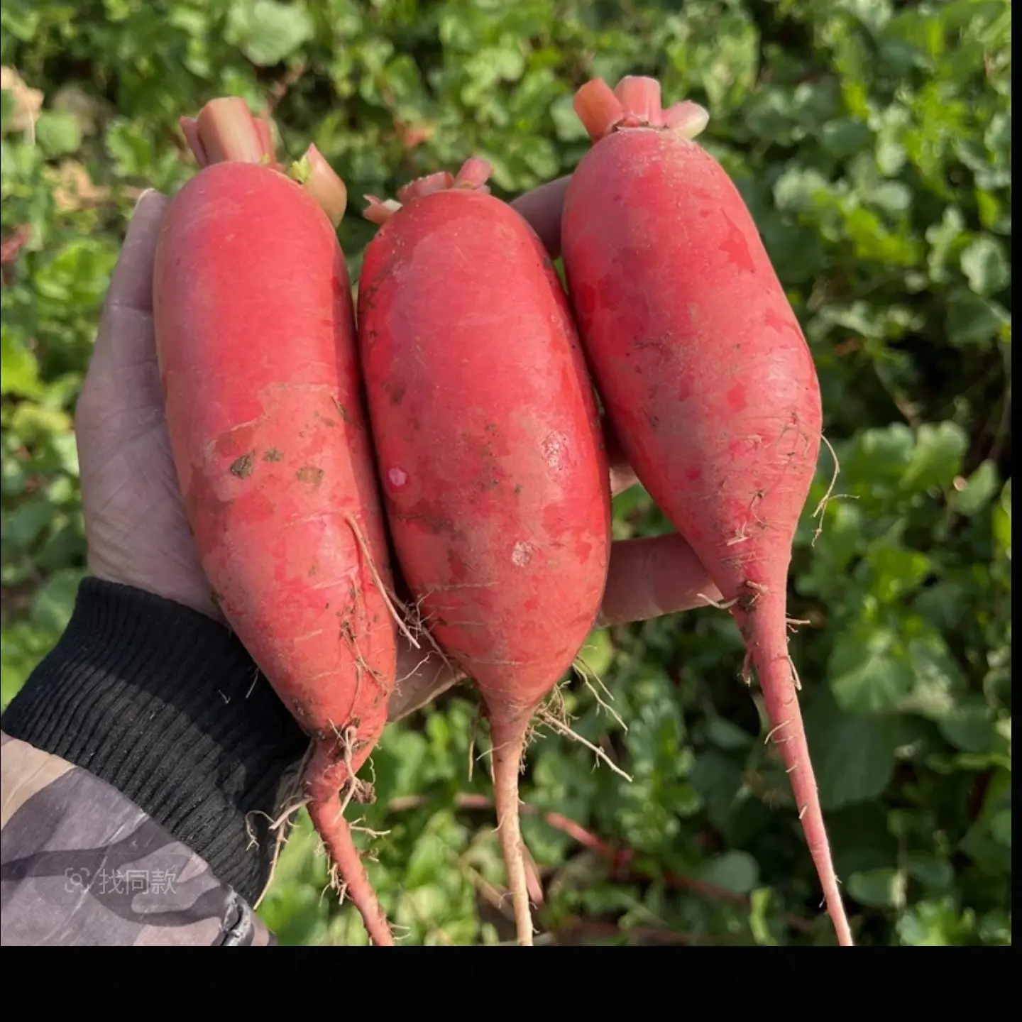 湘西本地新鲜红皮萝卜可炖肉还能做泡菜
